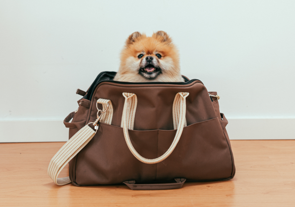 Traveling with your dog requires complying with airline carrier requirements and pet policies