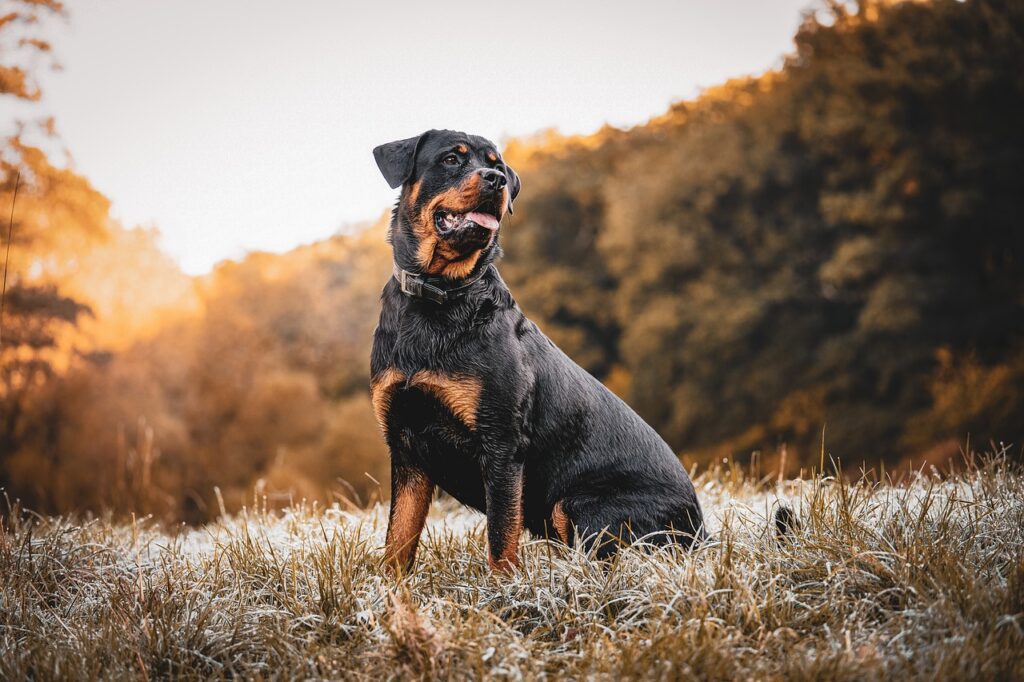 Traveling with your dog is hard If it is a banned breed or needs to be quarantined