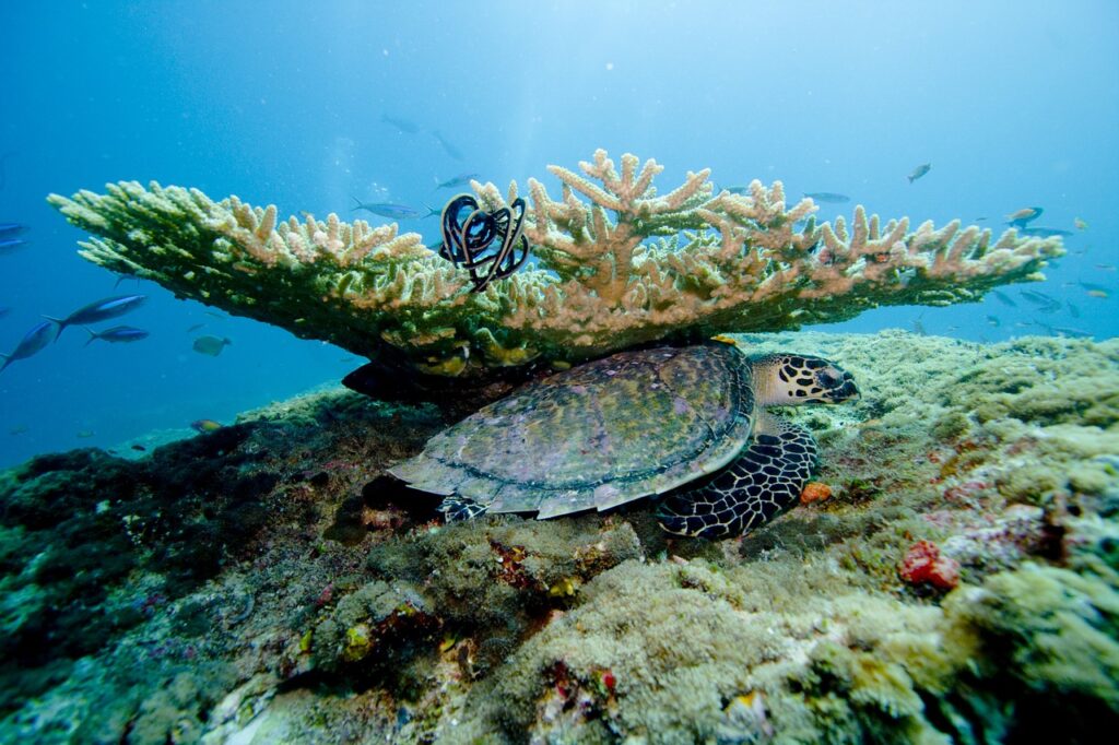 Enjoy unique underwater dining experiences at 5.8 Undersea Restaurant in The Maldives